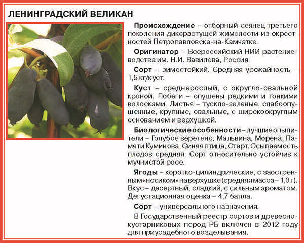 Жимолость съедобная Бархат — основные хаpaктеристики и особенности