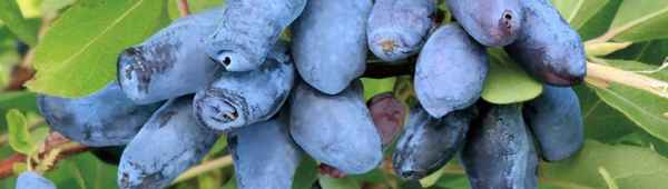 Съедобная жимолость Чулымская — основные хаpaктеристики