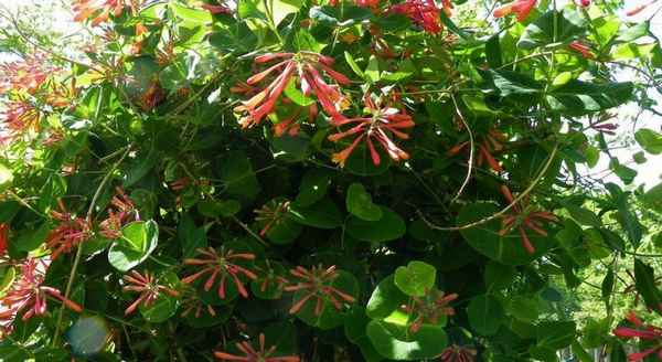 Декоративный сорт жимолости Брауна Бланш Сэндмэн: особенности выращивания