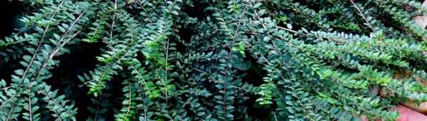 Вечнозелёная жимолость Шапочная: особенности и хаpaктеристики