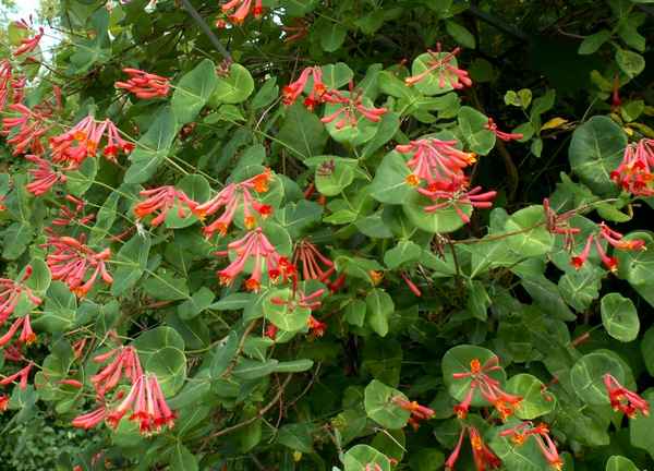 Каприфоль вьющаяся (жимолость) Брауна: основные хаpaктеристики