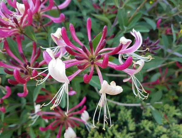 Жимолость Серотина (Приморская) — особенности и хаpaктеристики