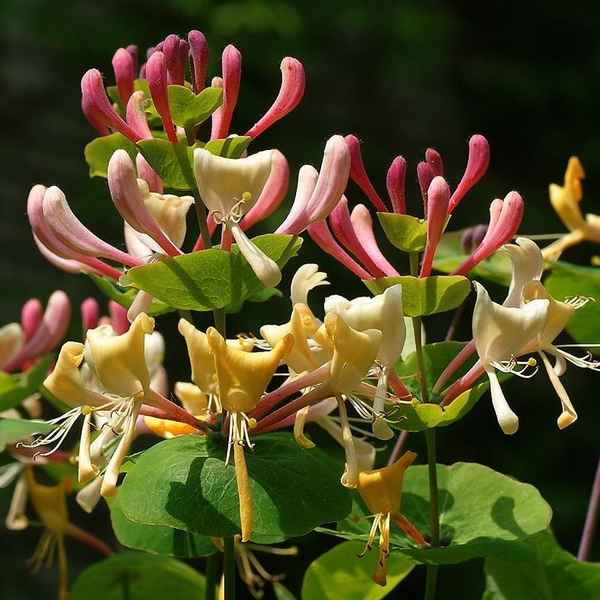 Декоративная ароматная лиана — жимолость Каприфоль