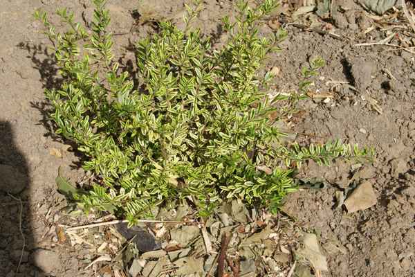 Хаpaктеристика и особенности выращивания жимолости блестящей Лемон Бьюти (Lemon Beauty)