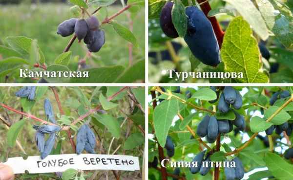 Жимолость съедобная и декоративная: основные отличия, классификация с фото