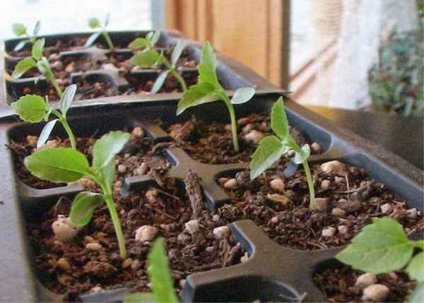 Выращивание жимолости на рассаду из семян дома