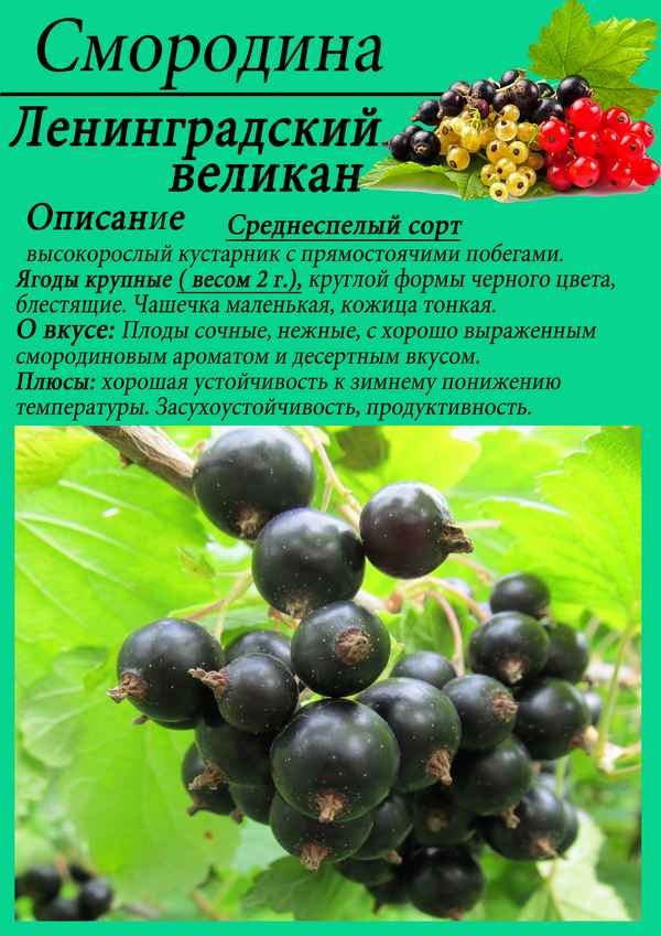 Смородина чёрная Ленинградский Великан — особенности и хаpaктеристики сорта