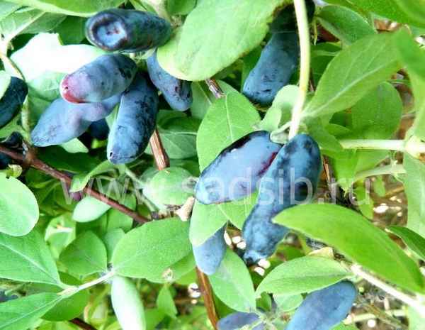 Жимолость съедобная Бакчарский великан: основные хаpaктеристики, особенности сорта