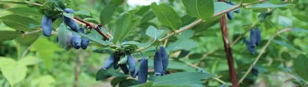 Жимолость съедобная среднеспелая Московская 23 — основные хаpaктеристики