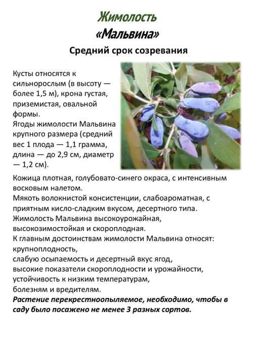 Описание сорта жимолости Мальвина и особенности его выращивания