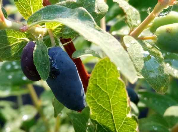 Жимолость съедобная Нарымская: основные хаpaктеристики