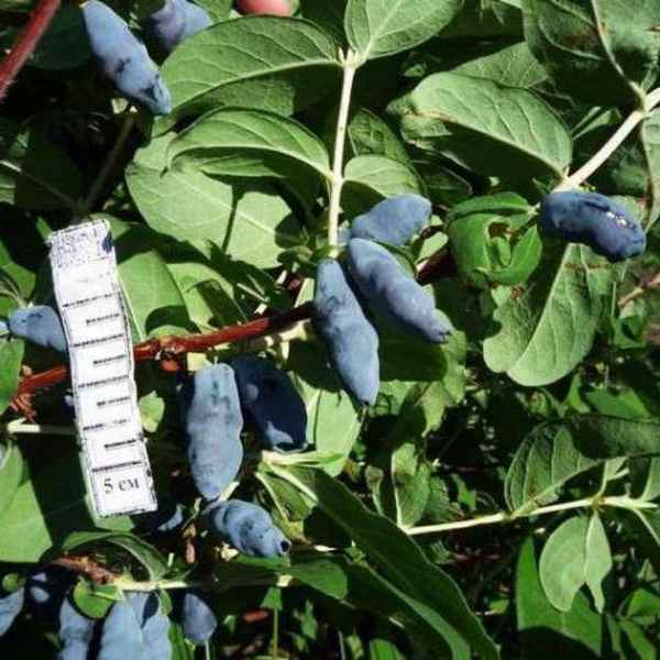 Жимолость съедобная сорта Сильгинка — основные хаpaктеристики