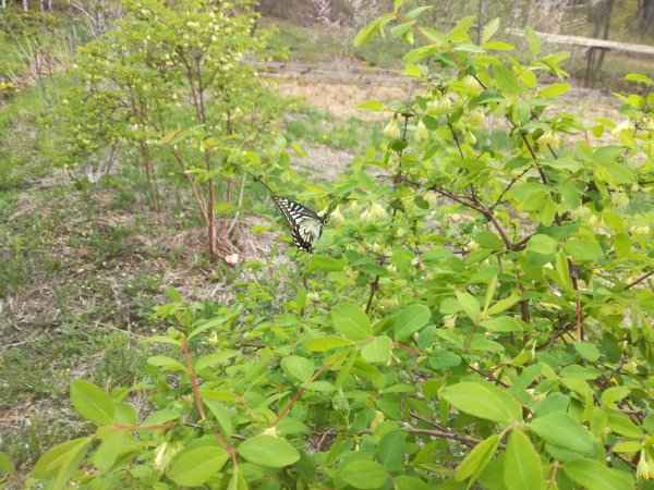 Весенние заморозки и жимолость: как переносит