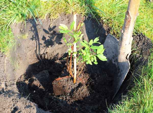 Посадка саженцев жимолости осенью: основные особенности