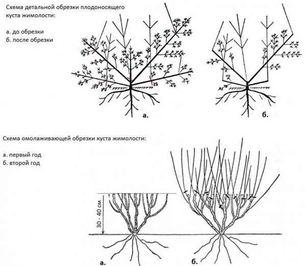 Как нужно обрезать жимолость — для формирования, для прореживания, инструкция