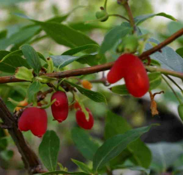 Жимолость с красными плодами: можно ли есть, описание