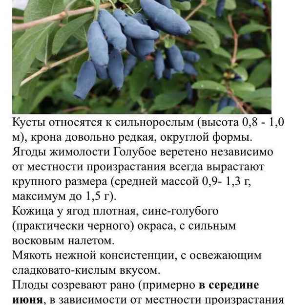 Жимолость камчатская: хаpaктеристика, агротехника