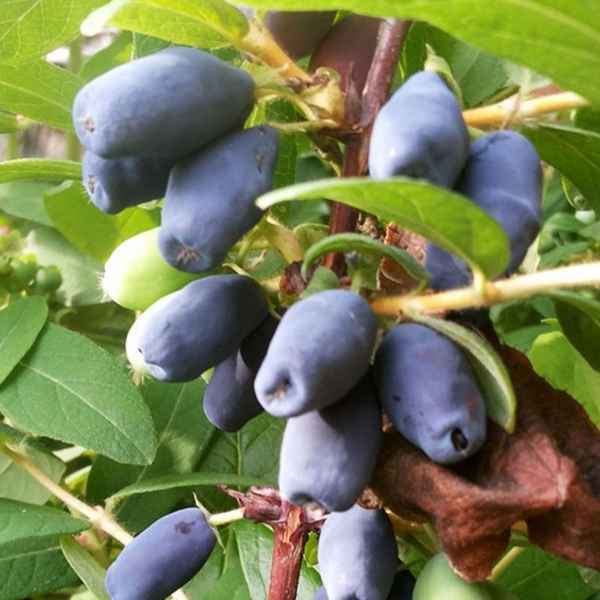 Хаpaктеристика и особенности выращивания жимолости сорта Герда