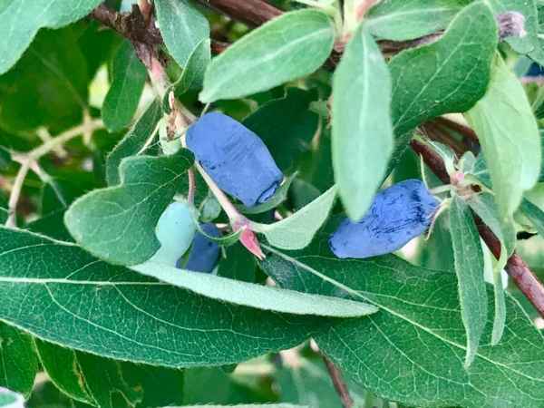 Жимолость съедобная Лазурная: основные хаpaктеристики