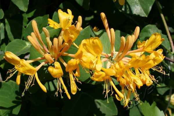 Жимолость декоративная