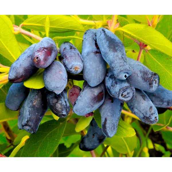 Съедобная жимолость Ленинградский великан — основные хаpaктеристики