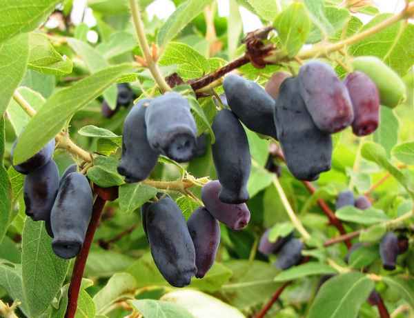 Съедобная жимолость Томичка: хаpaктеристики сорта, особенности выращивания