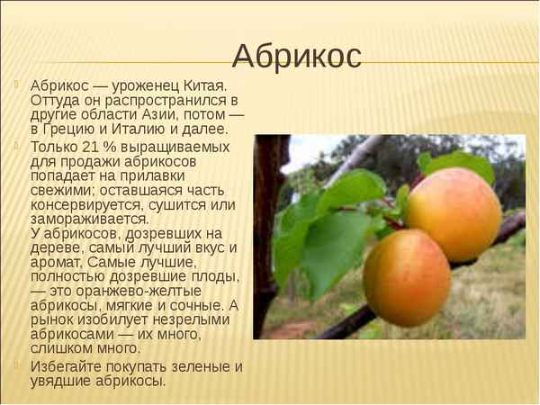 Что такое абрикос и какие у него особенности?