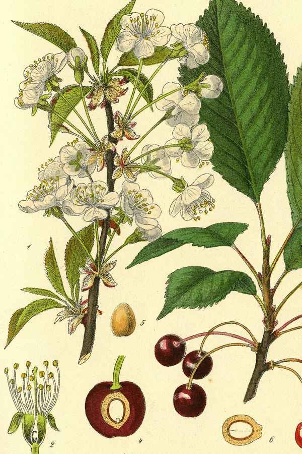 Ботаническое описание и хаpaктеристика вишни