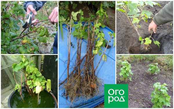 Посадка красной смородины, особенности ухода