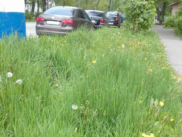 Как вырастить газон на заросшем сорняками участке