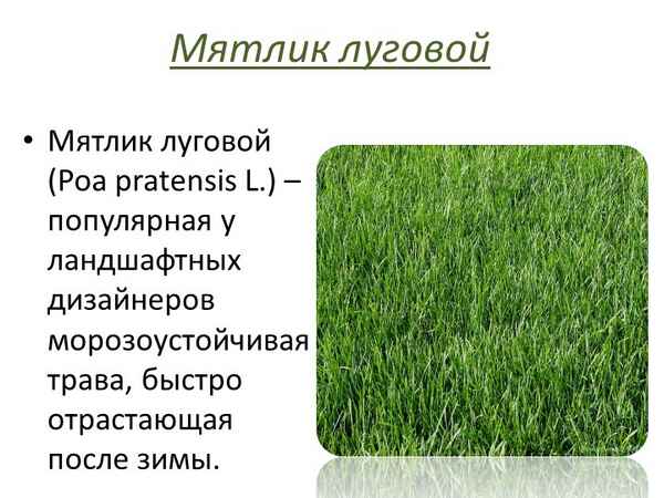 Мятлик луговой для газона, его описание и применение как газонной травы