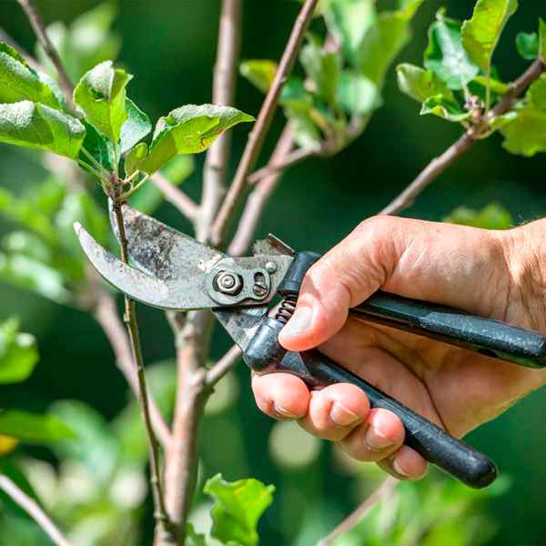 6 простых приёмов по эффективной обрезке плодовых деревьев летом