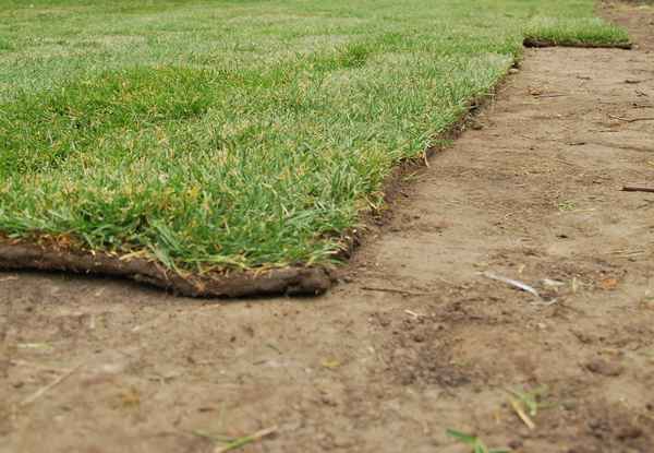 Как вырастить газон на песке