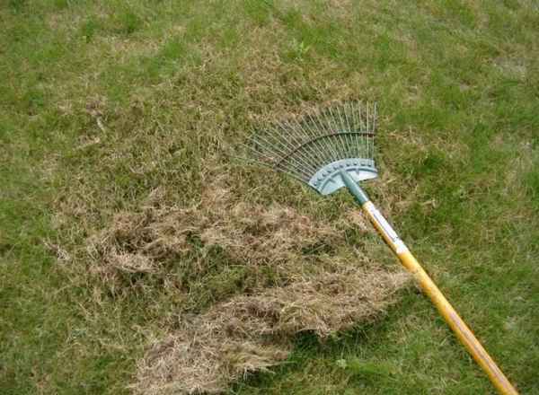 Основные этапы ухода за газоном весной