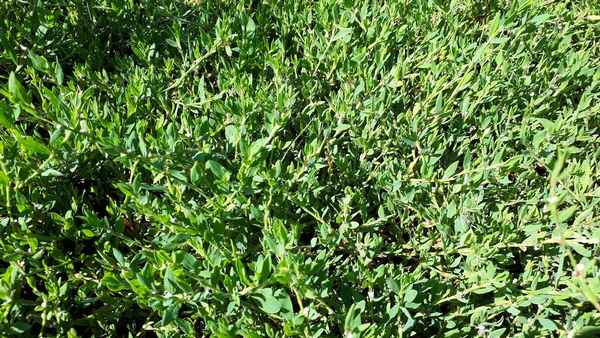 Cпорыш как газонная трава