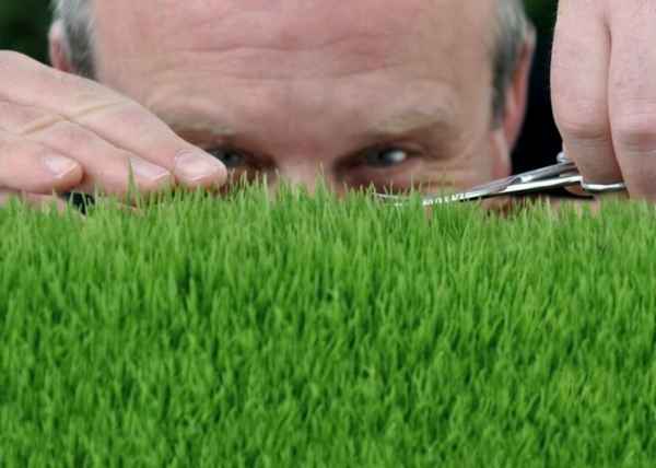 Причины пожелтения газонной травы и методы решения проблемы