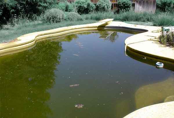 Мутная вода в пруду: что при этом делать