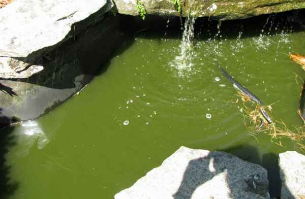 Что такое тина: причины появления и способы очистки пруда от неё