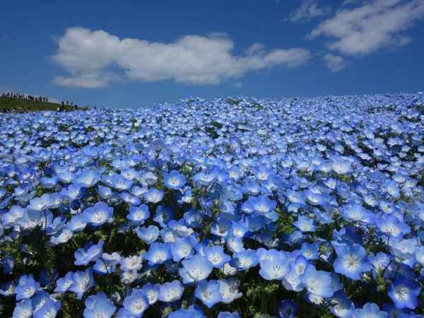 Все секреты выращивания немофилы – американской незабудки