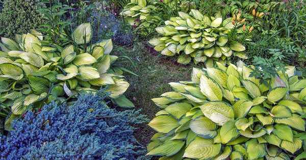 Сорта хост, которые станут изюминкой вашей коллекции