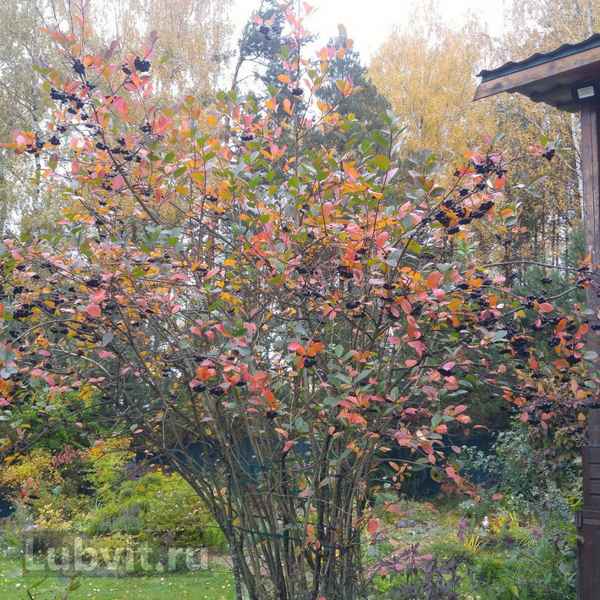 Описание черноплодной рябины и её применение в ландшафтном дизайне