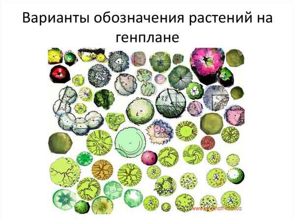 Условные обозначения растений в ландшафтном дизайне
