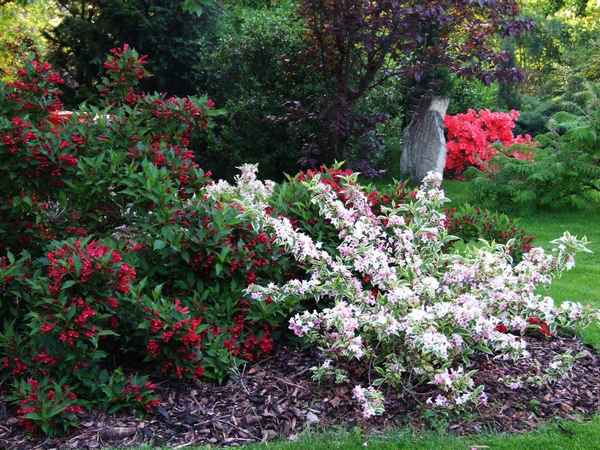 Кустарник вейгела в ландшафтном дизайне и его сочетания с растениями