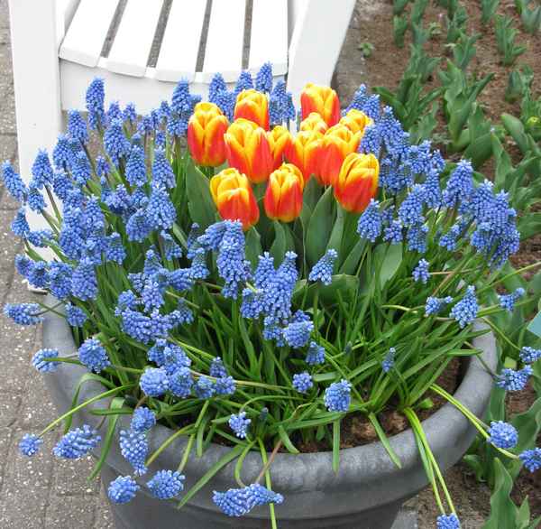 Надоели тюльпаны, примулы и гиацинты? Посадите первоцветы!