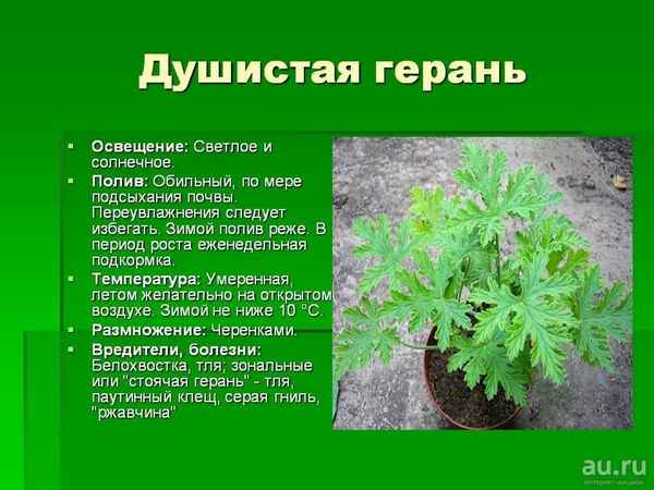 Герань душистая: лечебные свойства, особенности выращивания и ухода