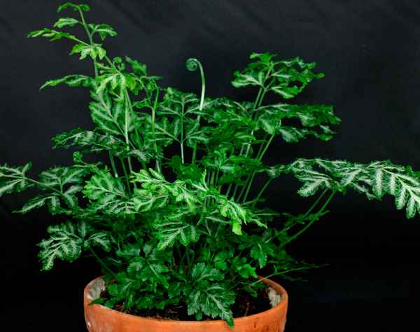 Папоротник птерис: описание видов, уход в домашних условиях