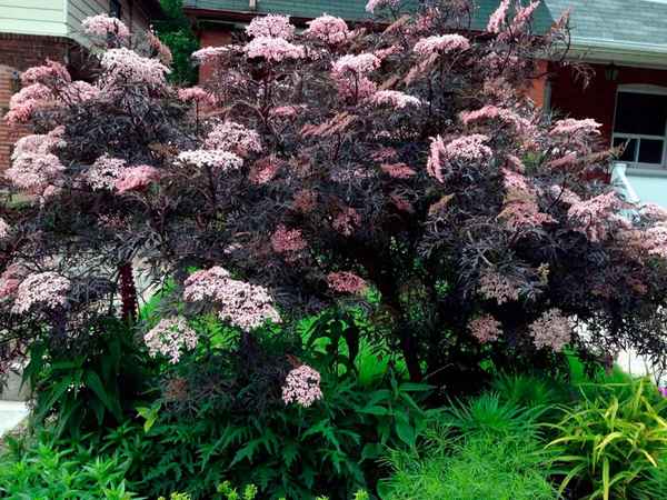 Виды и сорта бузины в ландшафтном дизайне