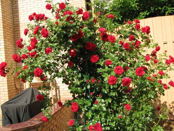 Плетистая роза Симпатия: посадка и уход в открытом грунте