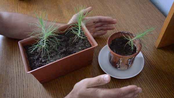 Выращивание японской сосны из семени в домашних условиях