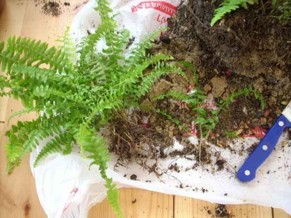 Папоротник нефролепис: как ухаживать и размножить в домашних условиях